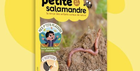 salamandre.jpeg