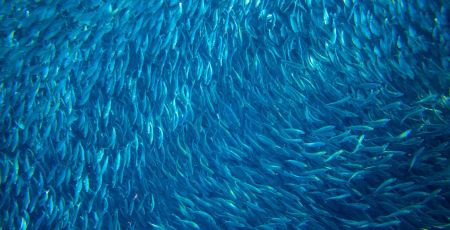 banc de sardine