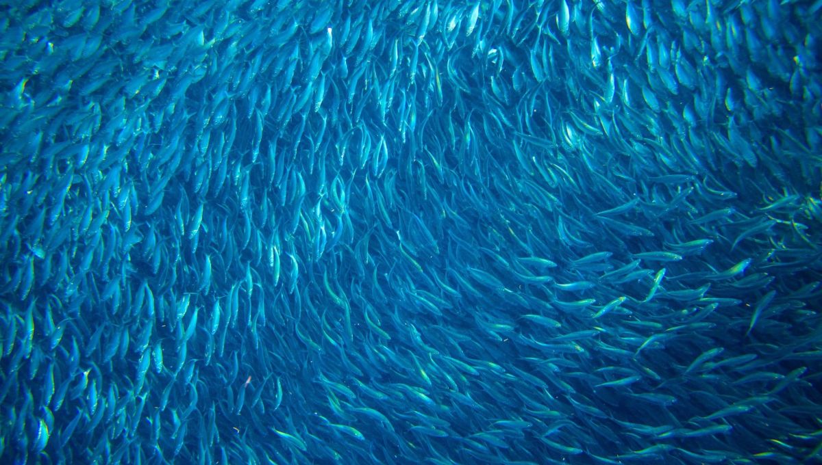 banc de sardine
