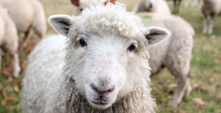 Un mouton