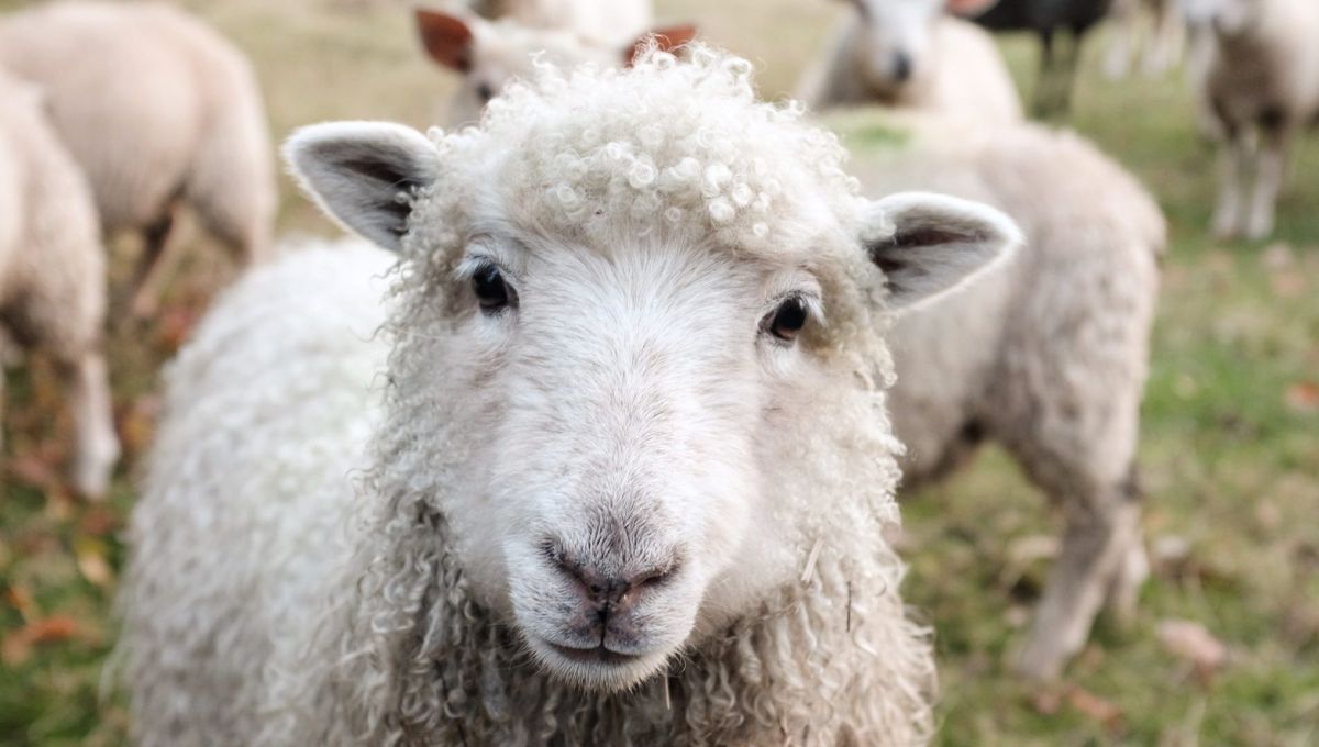 Un mouton