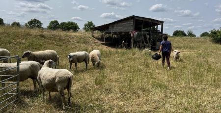 Seine-Saint Denis : des moutons pour protéger la biodiversité des sols