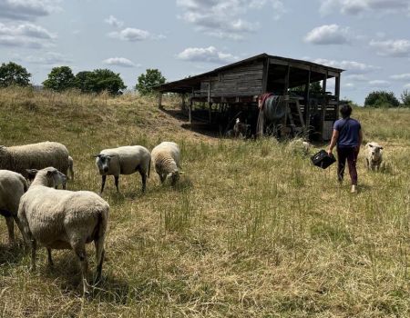 Seine-Saint Denis : des moutons pour protéger la biodiversité des sols