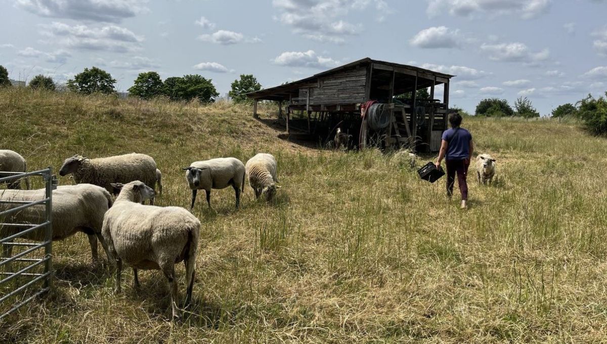 Seine-Saint Denis : des moutons pour protéger la biodiversité des sols