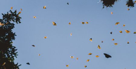 Une nuée de papillions dans le ciel