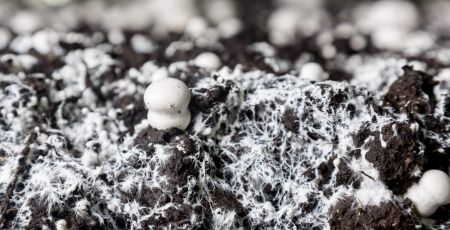 Small baby champignons  in a soil