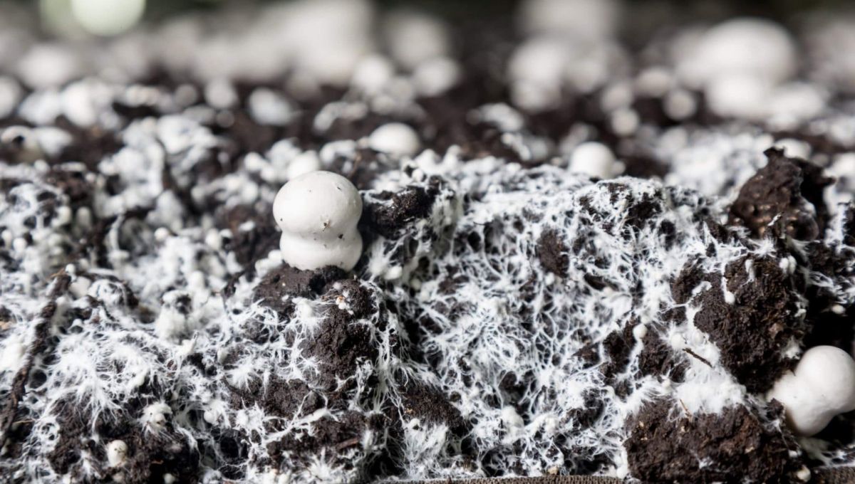 Small baby champignons  in a soil