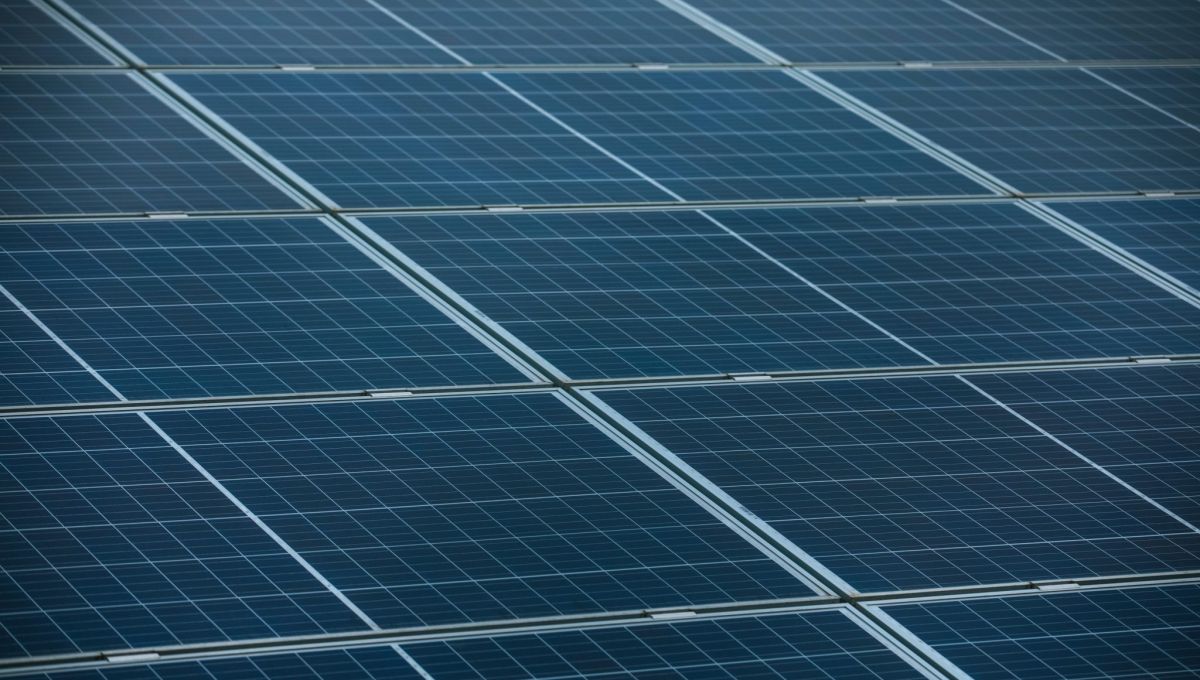 L’agrivoltaïsme, faire pousser des plantes à l’ombre des panneaux solaires