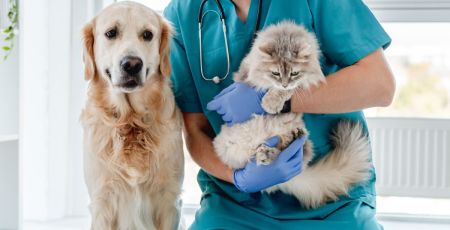 “SOS Chat” et “SOS Chien” : Adoptez les bons réflexes pour son animal