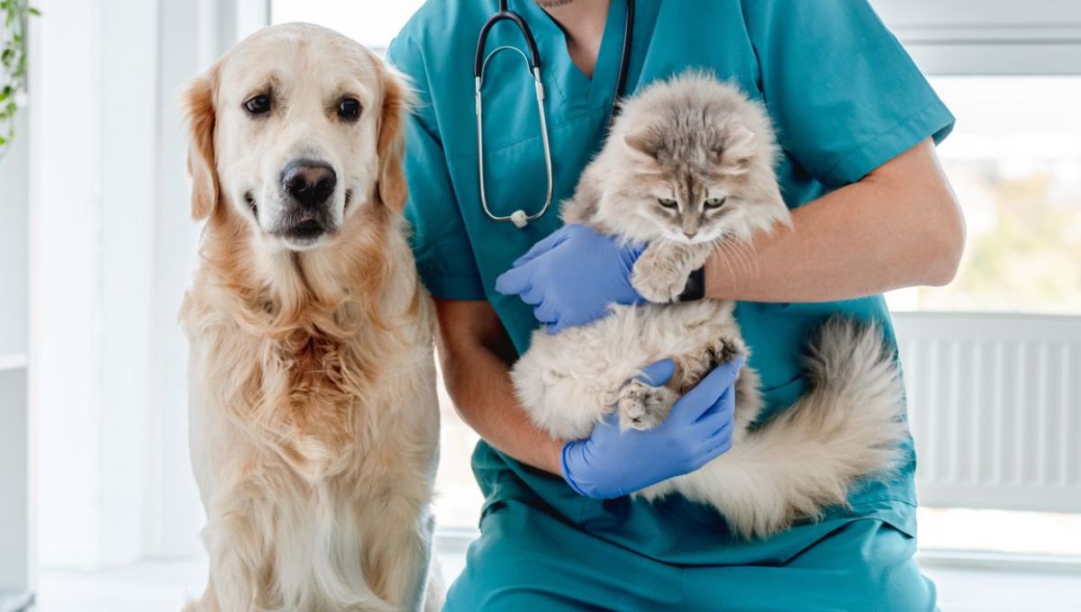 “SOS Chat” et “SOS Chien” : Adoptez les bons réflexes pour son animal