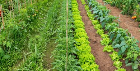 Allées de potager