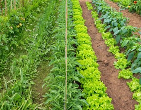 Allées de potager