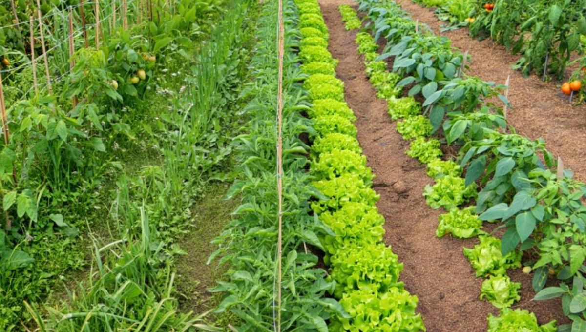 Allées de potager