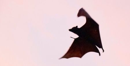 Une chauve-souris en vol.