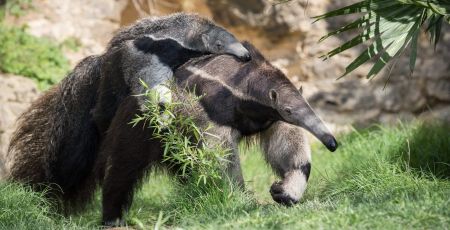 Le Tamanoir, cet animal préhistorique à préserver