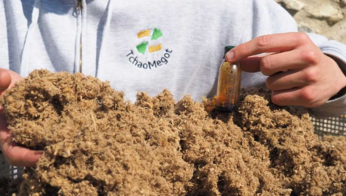 Tchao Megot transforme les mégots de cigarette en isolant thermique 