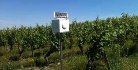 Des enceintes au milieu des vignes pour aider les plantes à faire face à des champignons