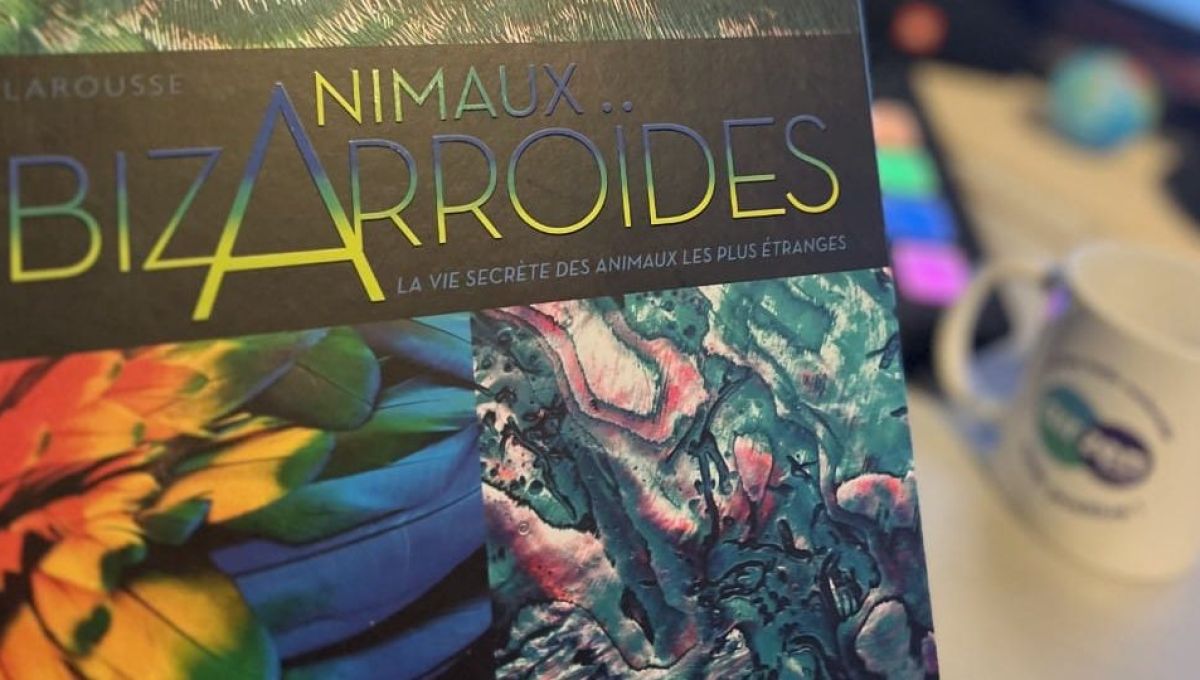 couverture du livre animaux bizaroïdes
