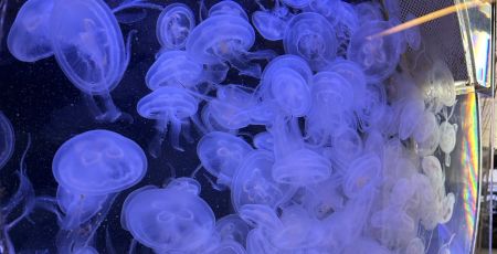 méduses aquarium de Banyuls