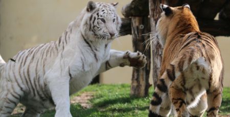 Loire : Tonga Terre d’accueil vient en aide aux animaux sauvages