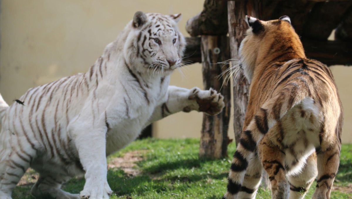 Loire : Tonga Terre d’accueil vient en aide aux animaux sauvages