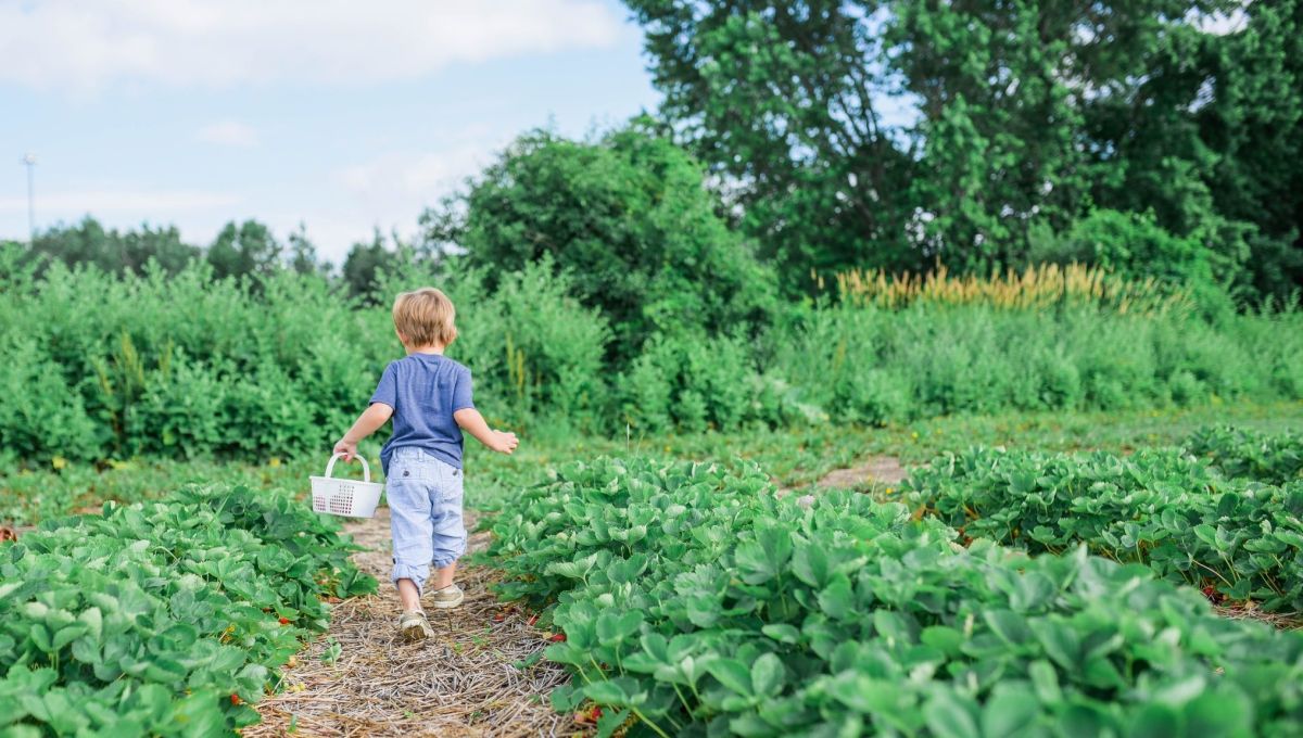 un enfant avec un panier dans un champ