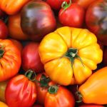 Tomates de toutes formes et de toutes couleurs