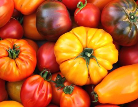 Tomates de toutes formes et de toutes couleurs
