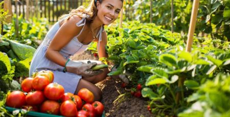 Femme qui cultive des tomates