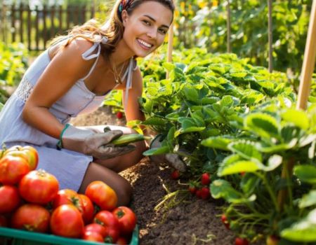Femme qui cultive des tomates