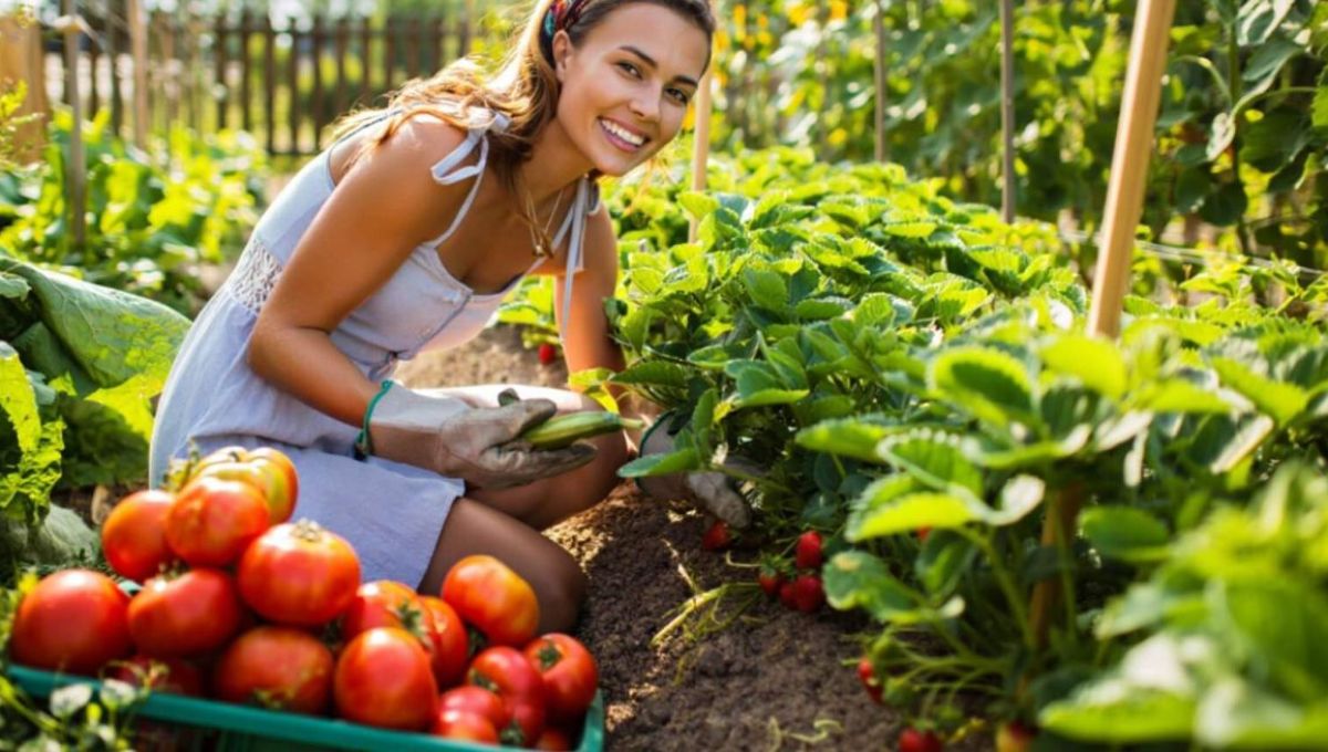 Femme qui cultive des tomates