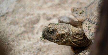 Dans le Finistère, un refuge accueille jusqu’à 400 tortues du monde entier.