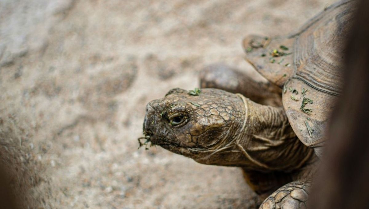 Dans le Finistère, un refuge accueille jusqu’à 400 tortues du monde entier.
