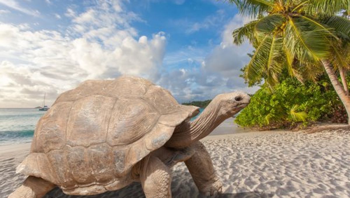 tortue.jpeg