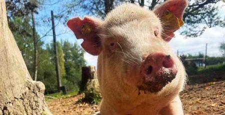 Touche pas à mon Popotte : Un havre de paix pour animaux maltraités 