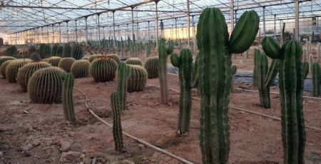 cactus Toukipic