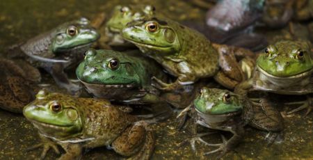 Préserver les habitants des zones humides avec l’opération Fréquence Grenouille