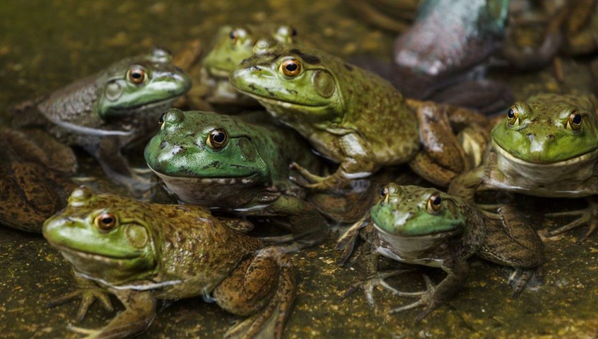 Préserver les habitants des zones humides avec l’opération Fréquence Grenouille