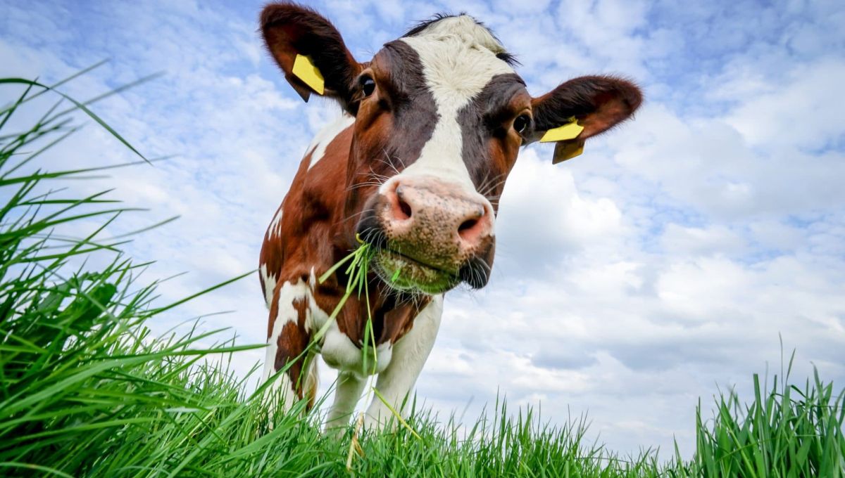 vache.jpeg