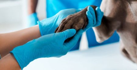 veterinaire.jpeg