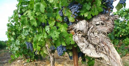 Planter des arbres dans les vignes pour ramener de la biodiversité