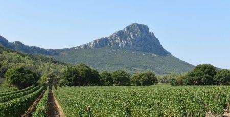 Vignes Le Pic St Loup Hérault France