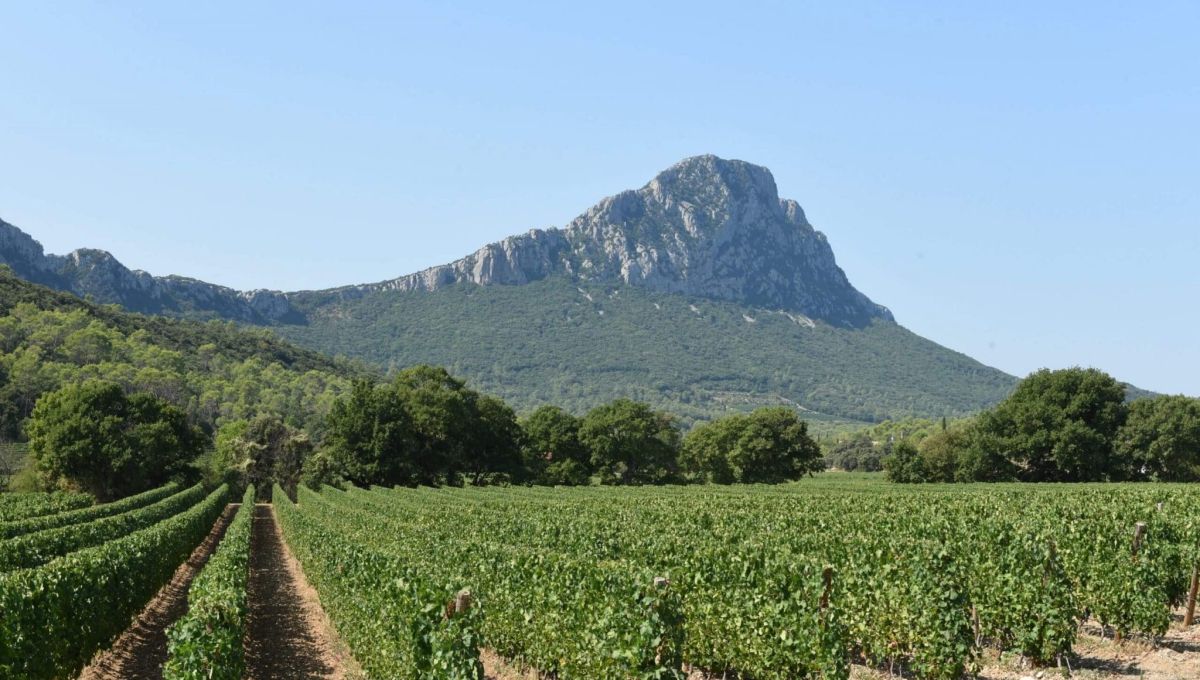 Vignes Le Pic St Loup Hérault France
