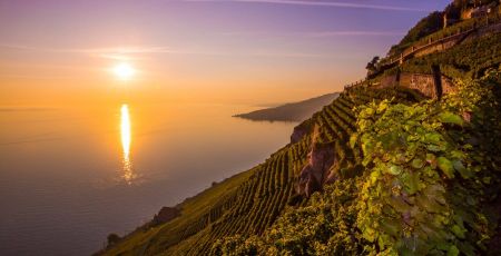 Le vignoble en terrasses de Lavaux est le plus grand vignoble d’un seul tenant de Suisse. 180 familles vigneronnes cultivent et vinifient l’un des meilleurs vins du pays