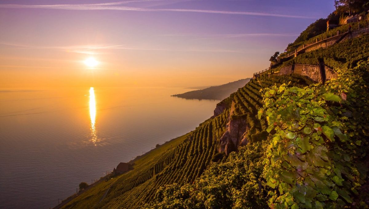 Le vignoble en terrasses de Lavaux est le plus grand vignoble d’un seul tenant de Suisse. 180 familles vigneronnes cultivent et vinifient l’un des meilleurs vins du pays