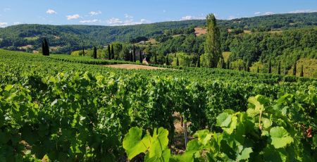 Une vigne