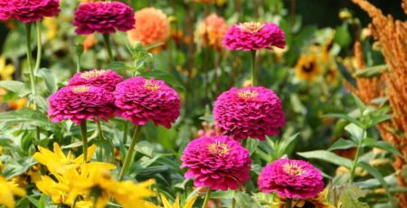 Dahlias fleuris