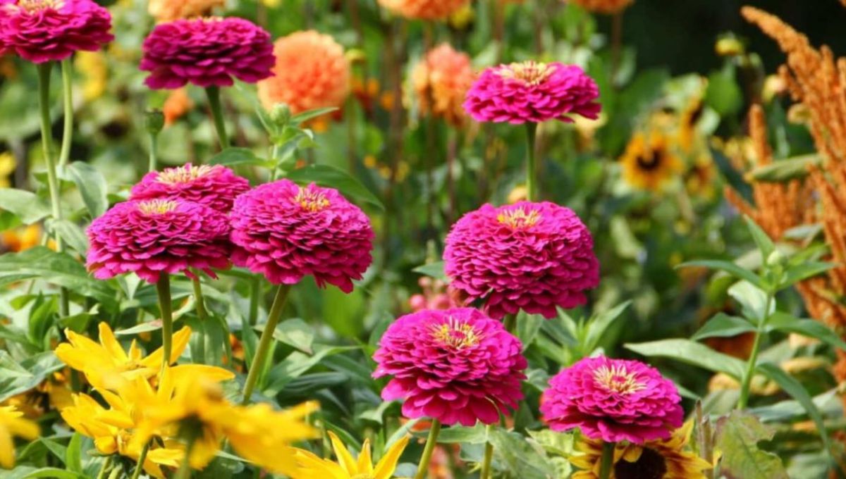 Dahlias fleuris