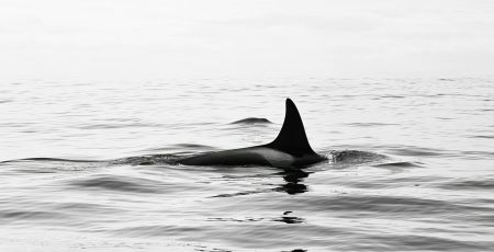 Aileron de baleine