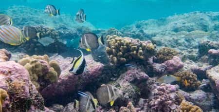 L’ambassade des océans préserve la biodiversité sous-marine